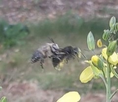Xylocopa tabaniformis androleuca