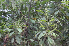 Tournefortia scabrida