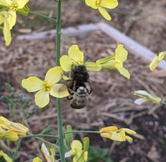 Xylocopa tabaniformis androleuca