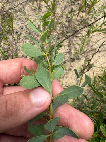 Baptisia lecontei, photograph 3