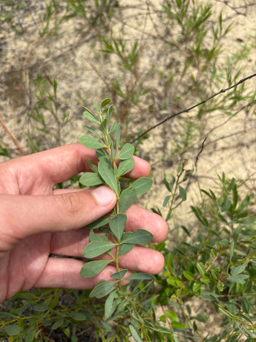 Baptisia lecontei, photograph 4