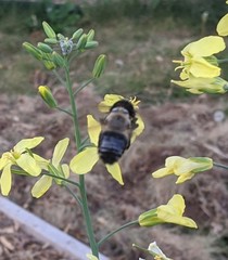 Xylocopa tabaniformis androleuca