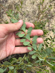 Baptisia lecontei, photograph author not stated, no rights reserved