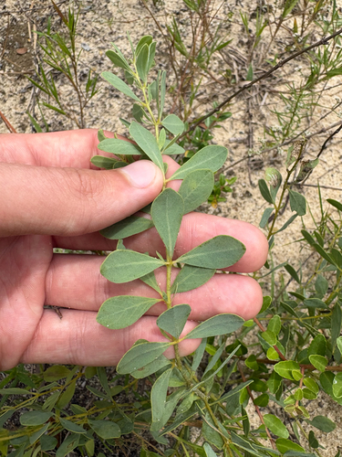 Baptisia lecontei, photograph 2