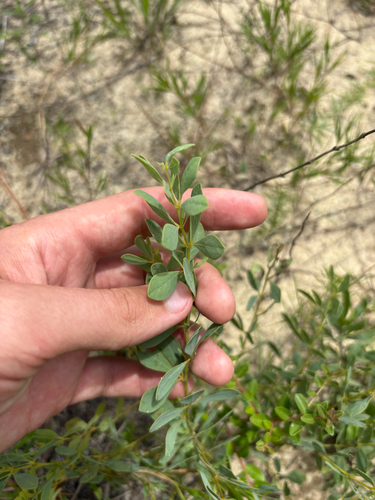 Baptisia lecontei, photograph 5