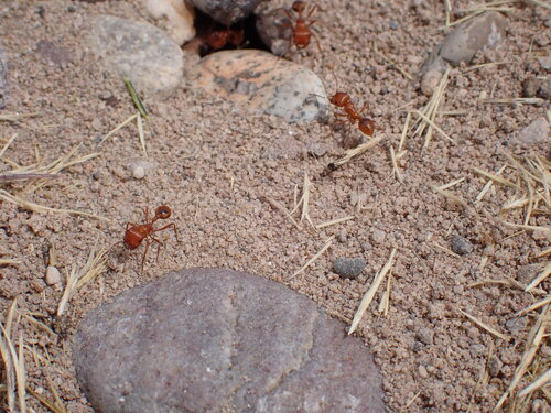 Maricopa Harvester Ant