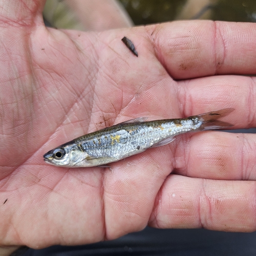 Cardinal Shiner