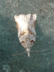 Harmologa amplexana