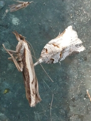 Harmologa amplexana