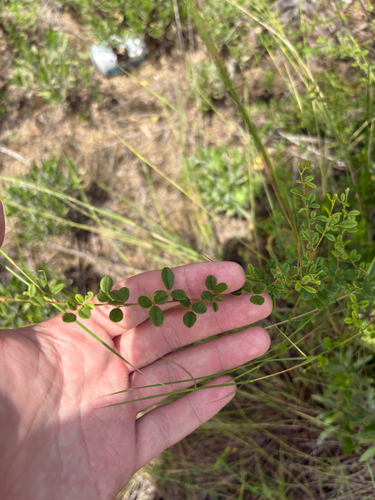 Rhynchosia cytisoides, photograph 1
