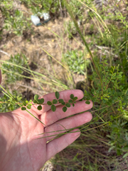 Rhynchosia cytisoides