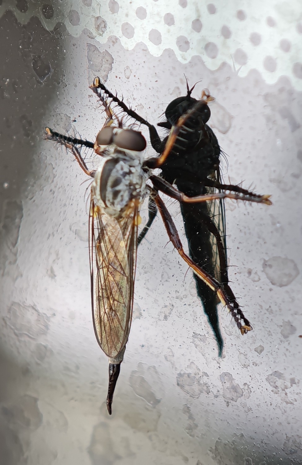 Neomochtherus schistaceus