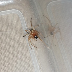 Cheiracanthium furculatum