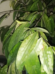 Dracaena surculosa