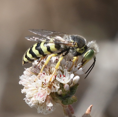 iNaturalist observation photo of American Sand Wasp