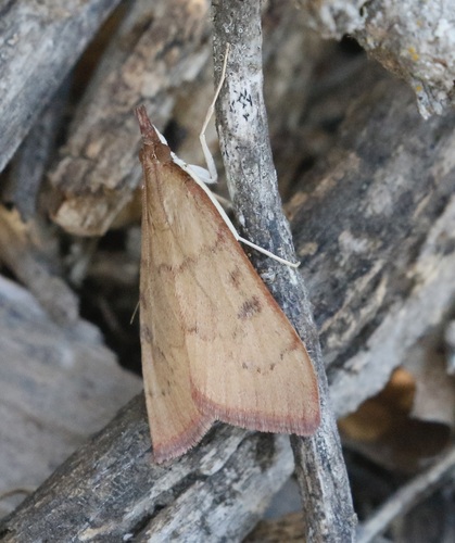 iNaturalist observation photo of Genista Broom Moth