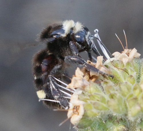 iNaturalist observation photo of Yellow-faced Bumble Bee