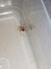Cheiracanthium furculatum
