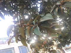Ficus tequendamae
