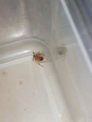 Cheiracanthium furculatum