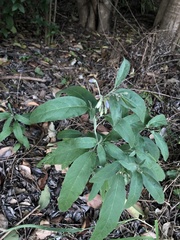 Solanum elaeagnifolium