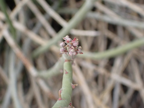 candelilla