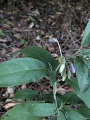 Solanum elaeagnifolium