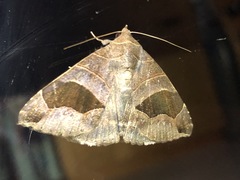 Bastilla solomonensis