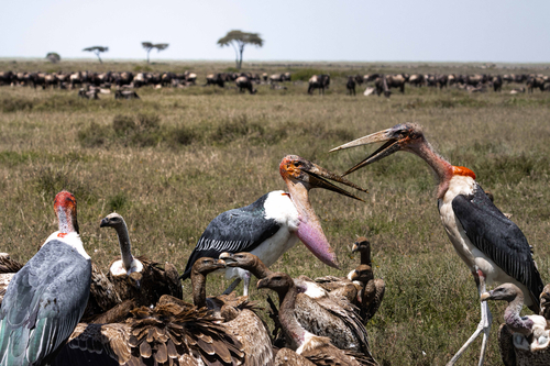 iNaturalist image