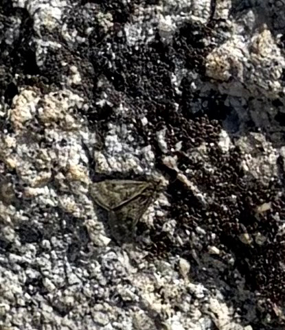 iNaturalist observation photo of Mint Moths