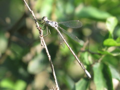 Lestes sigma