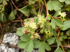 Sibbaldia procumbens