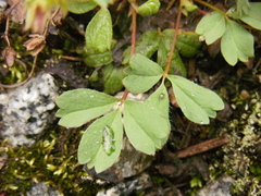 Sibbaldia procumbens