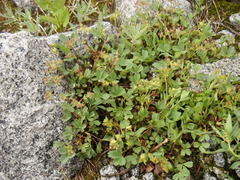 Sibbaldia procumbens