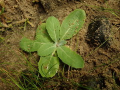 Sonchus kirkii