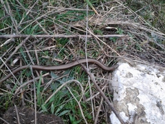Chalcides chalcides
