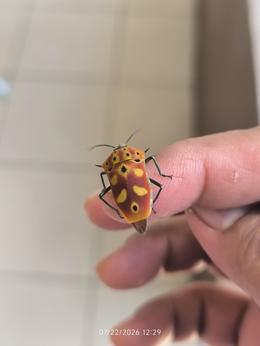 ocellated shield bug