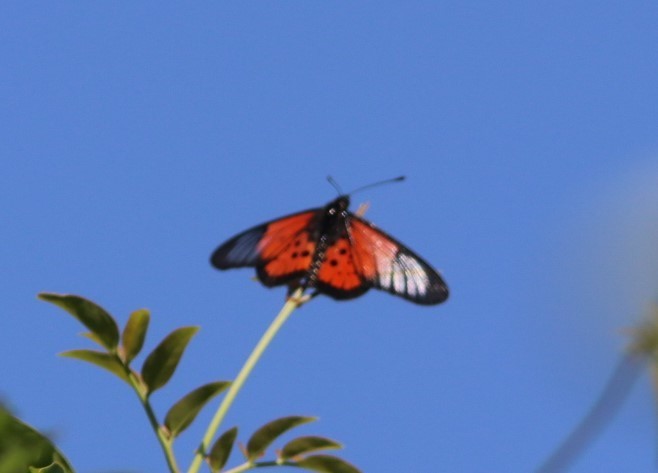 Acraea igola