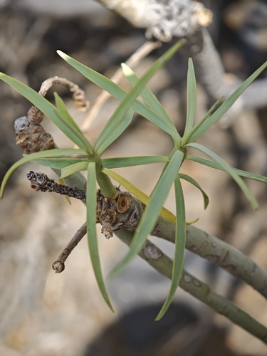 Euphorbia lamarckii