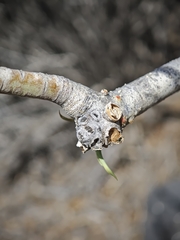 Euphorbia lamarckii, photograph (c) Daniel Heras González, some rights reserved (CC BY)