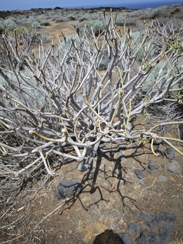 Euphorbia lamarckii, photograph 4