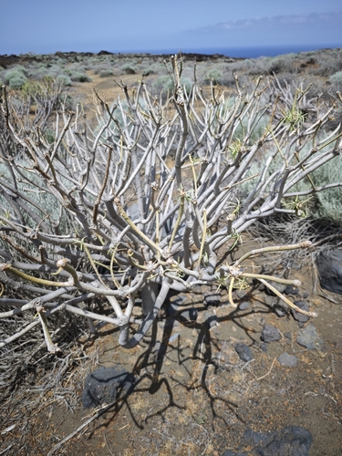 Euphorbia lamarckii, photograph 5