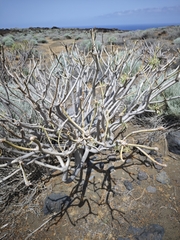 Euphorbia lamarckii, photograph (c) Daniel Heras González, some rights reserved (CC BY)