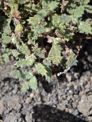 Forsskaolea angustifolia, photograph (c) Daniel Heras González, some rights reserved (CC BY)