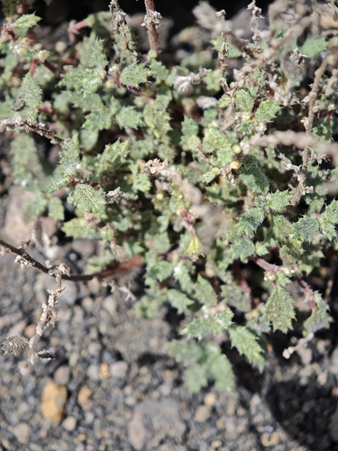 Forsskaolea angustifolia, photograph 5