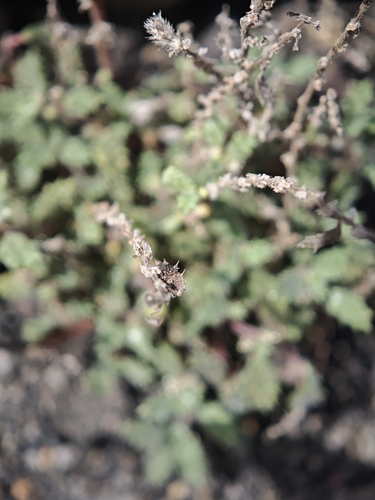 Forsskaolea angustifolia, photograph 6
