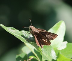 Torbenlarsenia gemella