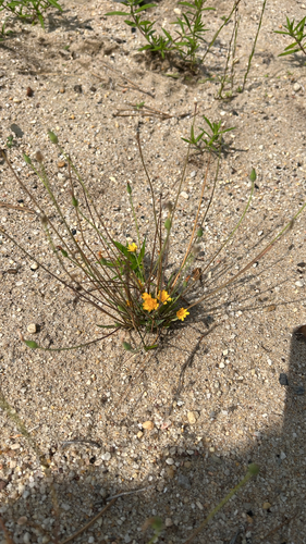 Krigia virginica, photograph 3