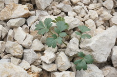 Heracleum ligusticifolium