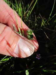 Trifolium microdon